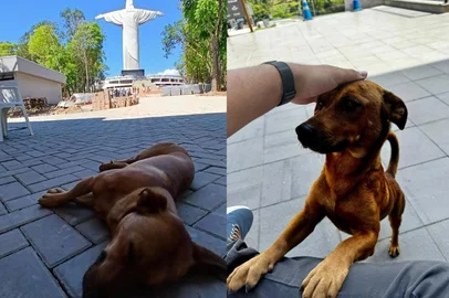 Caramelo no Cristo de Encantado, no Vale do Taquari<!-- NICAID(16020323) -->