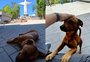 Vira-lata caramelo vira mascote do Cristo Protetor e faz sucesso entre visitantes no Vale do Taquari
