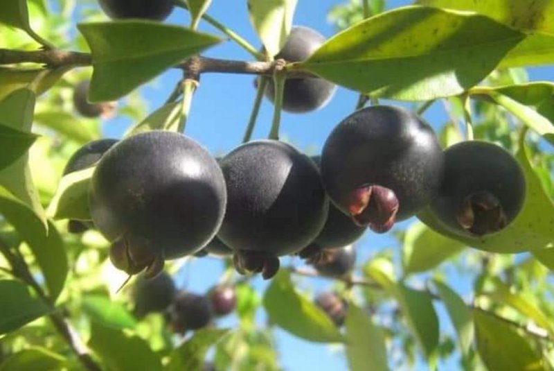 Guabiju, fruta também conhecida como mirtilo brasileiro.<!-- NICAID(15423671) -->