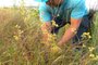 Moradores mantêm viva a tradição da colheita da macela em Passo Fundo<!-- NICAID(15720405) -->