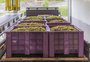 Uvas começam a chegar na Vinícola Garibaldi