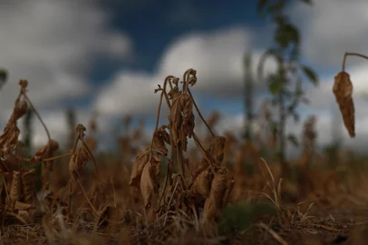 Santa Maria, RS, Brasil, 21-01-2025: Estiagem na região central do Rio Grande do Sul prejucida a produção de soja. Foto: Renan Mattos / Agência RBS<!-- NICAID(15958341) -->