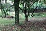 Corpo de cão é encontrado com as patas amarradas no Parque dos Macaquinhos, em Caxias