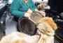VÍDEO: cães comunitários que estavam ilhados são resgatados em Canoas