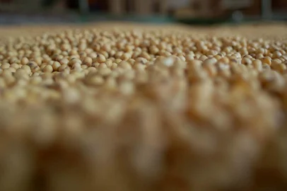 ***  semente de soja  ***Em Coxilha as Sementes de soja na fazenda stédile  está pronta para ser ensacada.<!-- NICAID(1941902) -->