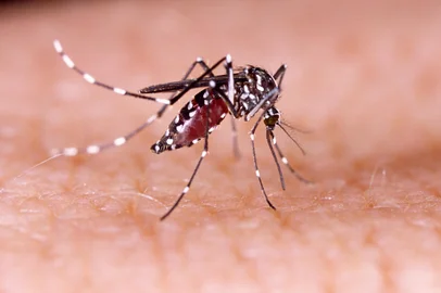Dengue, zika and chikungunya fever mosquito (aedes aegypti) on human skin tacio philip / stock.adobe.com<!-- NICAID(15744434) -->