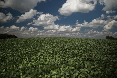 Pinhal Grande, RS, Brasil, 20-01-2025: Estiagem na região central do Rio Grande do Sul prejucida a produção de soja. Foto: Renan Mattos / Agência RBS<!-- NICAID(15958303) -->