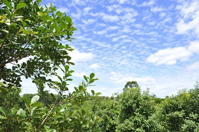 Com 20 hectares plantados em Ilópolis, no Vale do Taquari, o produtor Cleber Gabiatti, 32 anos, começou a investir nos ervais em 2013, quando o preço da arroba triplicou. Desde então, ou a corrigir o solo com calcário, usar adubação verde (nabo, aveia e ervilhaca) e aperfeiçoar o sistema de poda. O resultado: a produtividade média de 1 mil arrobas por hectare ou para 1,8 mil arrobas por hectare.<!-- NICAID(11089822) -->