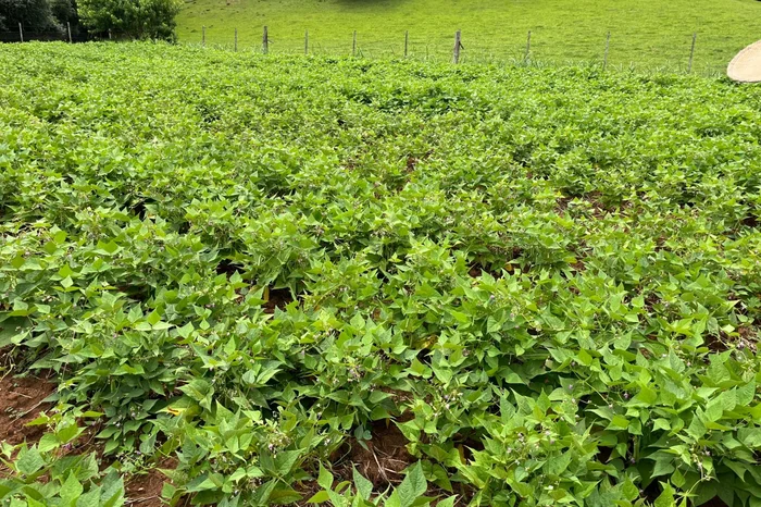 Júlia Vasques / Emater/ Divulgação