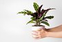 Da rega aos cuidados antes de viajar, veja dicas para manter suas plantas saudáveis e bonitas no verão