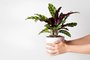Female hand holding Calathea Lancifolia (rattlesnake plant) in pot isolated on white background.Indexador: TYLIMFonte: 368782337<!-- NICAID(14982222) -->