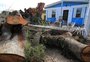 Casas atingidas por figueira que caiu no bairro Nonoai seguem com acesso prejudicado e sem energia