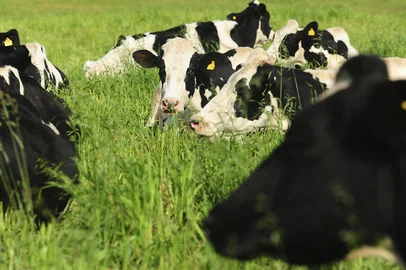 VERANÓPOLIS, RS, BRASIL, 21/07/2022. A reportagem foi até o interior de Veranópolis para conhecer os primeiros produtores de leite do município a participar de um programa que fornece subsídio para o processo de transferência de embriões. Essa iniciativa tem objetivo de promover uma melhoria no gado de leite, para que o produtor consiga otimizar resultados. (Bruno Todeschini/Agência RBS)<!-- NICAID(15155624) -->