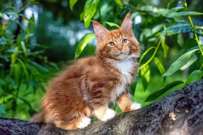 AVRORACOON / Shutterstock | Portal EdiCase AVRORACOON / Shutterstock | Portal EdiCase