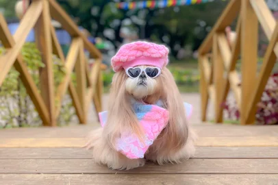 Uma das novidades do Festival da Primavera - Frühlingsfest, em Nova Petrópolis, é o Pet Day, que ocorre neste domingo (18), na Praça das Flores, pela primeira vez na cidade. Segundo o secretário de Turismo, Rodrigo Santos, a expectativa é que centenas de pets participem do evento. <!-- NICAID(15209211) -->