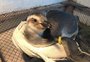 Pinguim debilitado é resgatado na praia do Cassino