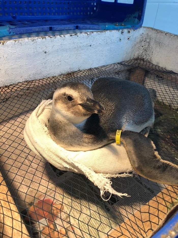 Pinguins encontrados no Litoral do RS passam por tratamento em universidade  de Rio Grande, Rio Grande do Sul