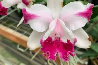 Exposição de orquídeas no Mercado Público de Porto Alegre, que acontecerá de 29/9 a 1/10. Créditos: Círculo Gaúcho de Orquidófilos/Divulgação<!-- NICAID(15218334) -->