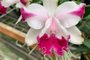 Exposição de orquídeas no Mercado Público de Porto Alegre, que acontecerá de 29/9 a 1/10. Créditos: Círculo Gaúcho de Orquidófilos/Divulgação<!-- NICAID(15218334) -->