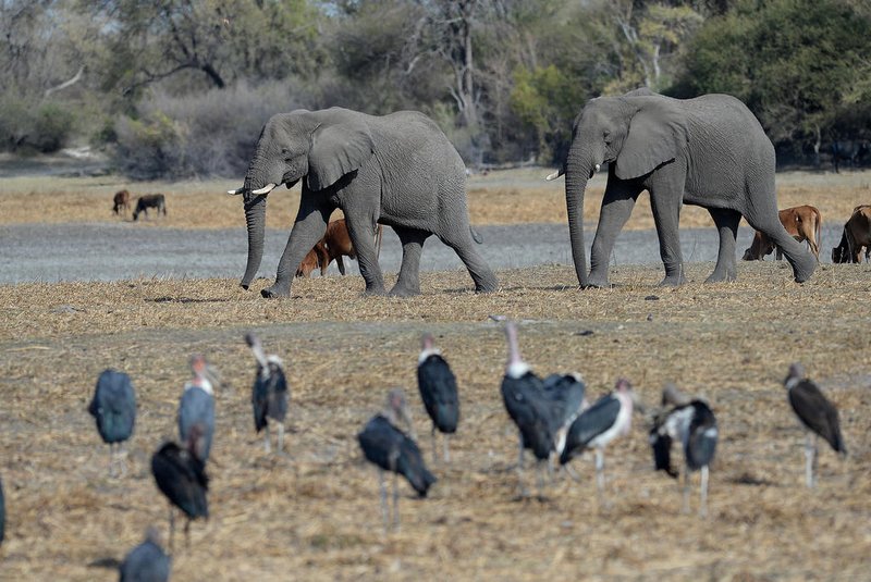 (FILES) Elephants walk through one of the dried channel of the wildlife reach  Okavango Delta near the Nxaraga village in the outskirt of Maun, on 28 September 2019. The Botswanan President on April 2, 2024 menaced Berlin with the resettlement of 20,000 elephants in Germany in a dispute over the import of hunting trophies. (Photo by MONIRUL BHUIYAN / AFP)<!-- NICAID(15723215) -->