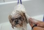 Como evitar problemas na hora de tosar os cachorros? Veterinária dá dicas
