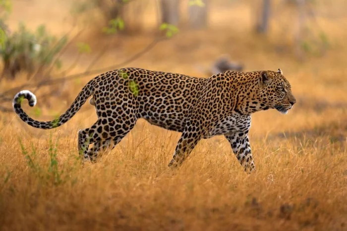 Ondrej Prosicky / Shutterstock | Portal EdiCase