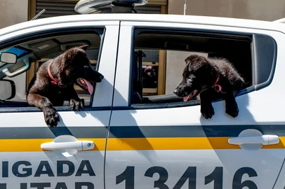 Fenrir e Cadar da raça pastor alemão black têm três meses e estão em fase de socialização.<!-- NICAID(16381387) -->