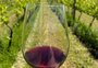 O vinho dos Campos de Cima da Serra que "sobreviveu" às chuvas de 2024 
