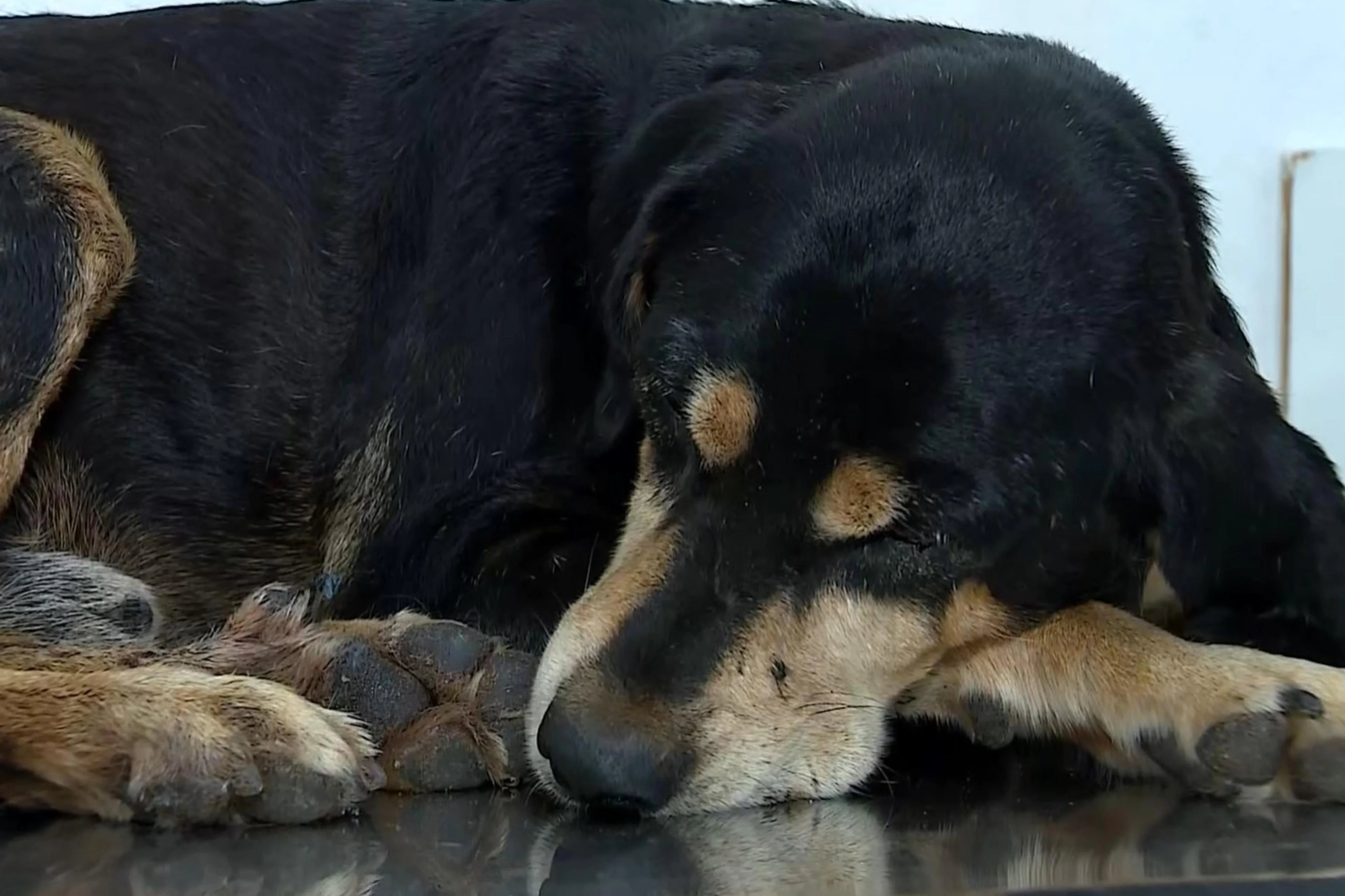 Marcos Hofmann/RBS TV