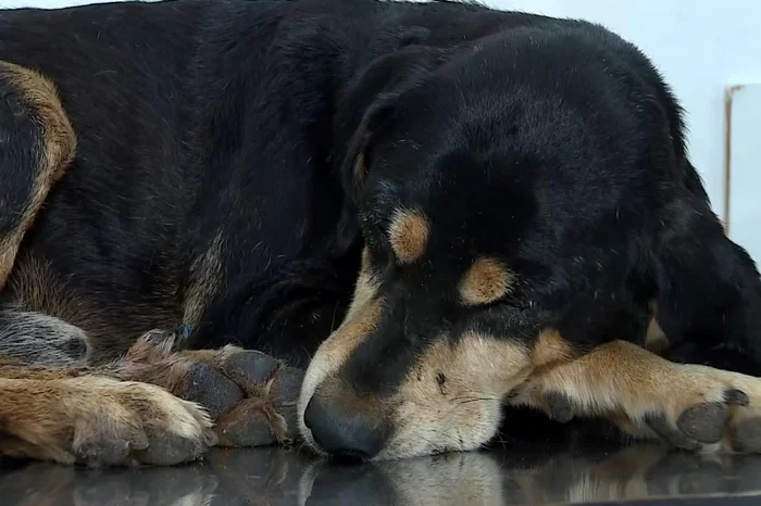 Marcos Hofmann / RBS TV