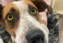 Cachorros e gatos podem ter leptospirose? O que fazer com os animais resgatados da enchente com a doença
