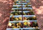 A ONG que chega ao RS para comprar e doar toneladas de alimentos orgânicos: "Comida da roça"