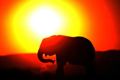 FBL-WC2010-SAFRICA-FEATUREAn elephants eats at sunset in Addo Elephant Game Reserve near Port Elizabeth in South Africa on July 1, 2010. AFP PHOTO/Jewel SAMADEditoria: SPOLocal: Port ElizabethIndexador: JEWEL SAMADSecao: SOCCERFonte: AFPFotógrafo: STF<!-- NICAID(5188237) -->