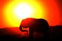 FBL-WC2010-SAFRICA-FEATUREAn elephants eats at sunset in Addo Elephant Game Reserve near Port Elizabeth in South Africa on July 1, 2010. AFP PHOTO/Jewel SAMADEditoria: SPOLocal: Port ElizabethIndexador: JEWEL SAMADSecao: SOCCERFonte: AFPFotógrafo: STF<!-- NICAID(5188237) -->
