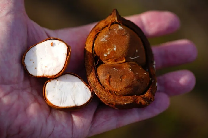 juerginho / Shutterstock | Portal EdiCase juerginho / Shutterstock | Portal EdiCase