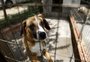 Sete meses depois da enchente, RS ainda tem 1,2 mil animais resgatados para adoção