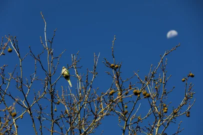 PORTO ALEGRE, RS, BRASIL, 25.08.2023: Primavera antecipada. Foto: Camila Hermes/Agencia RBS<!-- NICAID(15521324) -->