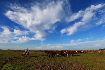 Especial sobre Abigeato no Rio Grande do Sul. Na foto, rebanho de Hereford da cabanha Guatambú, em Dom Pedrito.Indexador: Diego Vara<!-- NICAID(9933271) -->