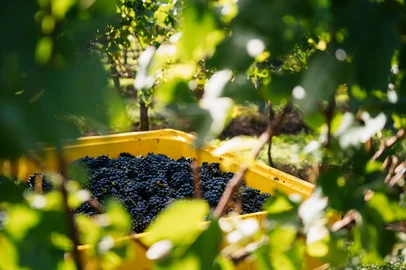 Vinícola Aurora projeta safra de 85 milhões de quilos e registra aumento de área destinada a uvas para espumantes<!-- NICAID(16204752) -->