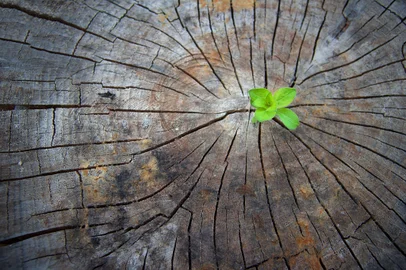 Ecology concept. Rising sprout of old wood and symbolizes the struggle for a new lifeIndexador: Ruslan HismatovFonte: 131174122<!-- NICAID(15133334) -->