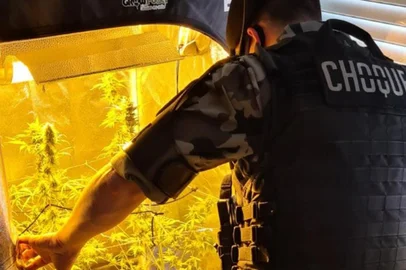Policiais do Batalhão de Choque apreenderam, na tarde desta segunda-feira (27), cinco pés de maconha que eram cultivados dentro de uma estufa em um apartamento, em Caxias do Sul. A apreensão ocorreu por volta de 15h30min, no bairro Presidente Vargas. <!-- NICAID(14900547) -->