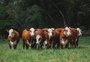 Saiba por que os animais rústicos vêm em menor peso neste ano para a Expointer