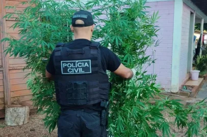 Drogas e equipamentos de cultivo de maconha são apreendidos em Sertão; casal é investigado<!-- NICAID(15951169) -->
