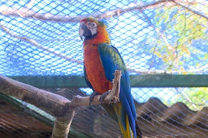 Mais de 80 espécies de animais silvestres são preservadas com ajuda de ONG em Passo Fundo<!-- NICAID(15514483) -->