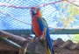 Mais de 80 espécies de animais silvestres são preservadas com ajuda de ONG em Passo Fundo