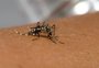 Especialistas explicam por que as mudanças climáticas agravam a transmissão da dengue 