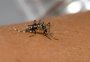 RS receberá mais de 55 mil testes rápidos de dengue na próxima semana