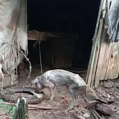 Polícia resgata mulher e animais em condições degradantes em propriedade de Erval Grande<!-- NICAID(15734117) -->