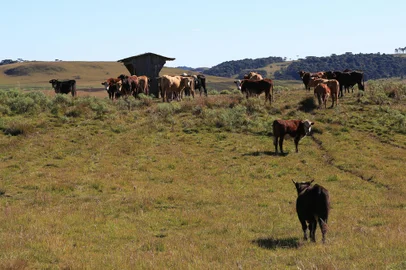 JAQUIRANA, RS, BRASIL, 13/05/2021 - Os pecuaristas dos Campos de Cima da Serra estão preocupados com o que a aparenta ser uma quadrilha especializada em abigeato. Os criminosos atacam nas madrugadas, com cavalos para recolher o gado no campo e embarcar em caminhões. Apenas na rota entre São Francisco de Paula e Jaquirana, na RS-110, foram sete pecuaristas atacados e mais de 116 animais levados. NA FOTO: pecuarista Daniel Rauber e sua propriedade. (Marcelo Casagrande/Agèncai RBS)<!-- NICAID(14782375) -->