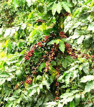 Embrapa Acre / Divulgação